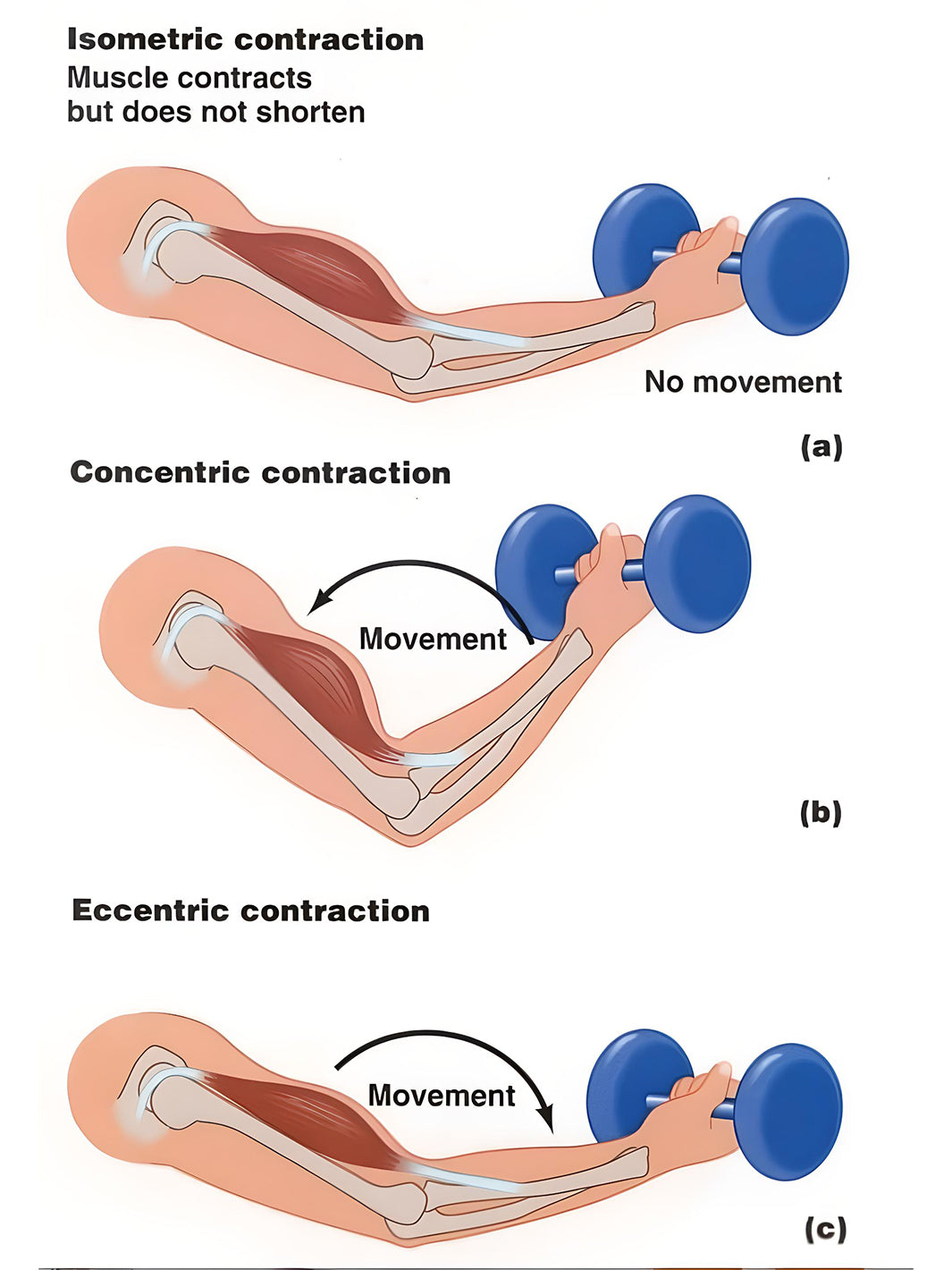 graph explaining difference between isometric eccentric and concentric movements during exercise